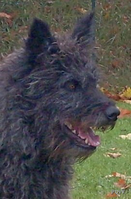  Email du Pré aux Vanneaux